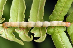Petrophora chlorosata