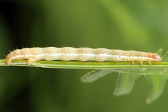 Petrophora chlorosata