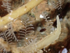 Aglaophenia latecarinata