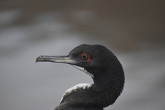 Leucocarbo bougainvillii