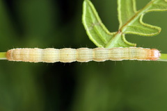 Petrophora chlorosata