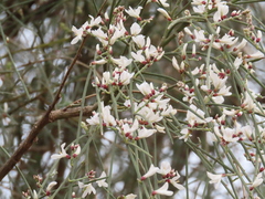 Retama monosperma