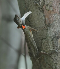 Draco blanfordii