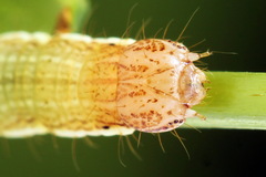 Petrophora chlorosata