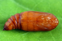 Petrophora chlorosata