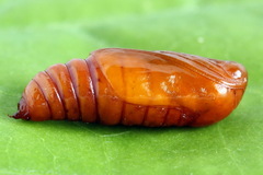 Petrophora chlorosata