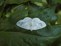 Lomographa temerata