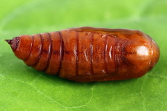 Petrophora chlorosata