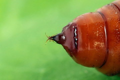 Petrophora chlorosata