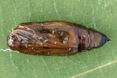 Petrophora chlorosata