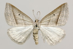 Petrophora chlorosata