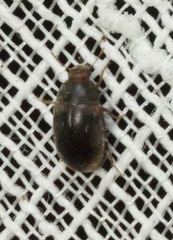 Enneboeus marmoratus