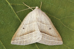 Petrophora chlorosata