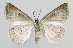 Petrophora chlorosata