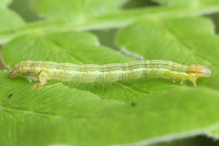 Petrophora chlorosata