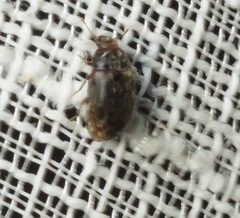 Enneboeus marmoratus