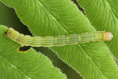 Petrophora chlorosata