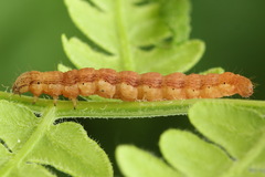 Petrophora chlorosata