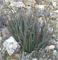 Astrolepis cochisensis