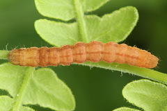Petrophora chlorosata