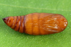 Petrophora chlorosata