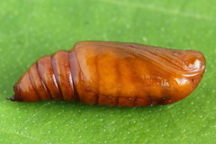 Petrophora chlorosata