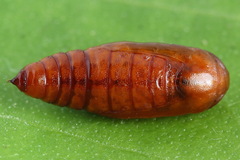 Petrophora chlorosata