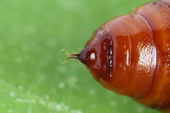 Petrophora chlorosata