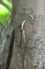 Draco blanfordii