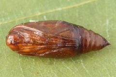 Petrophora chlorosata