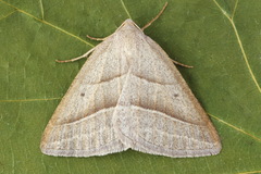 Petrophora chlorosata