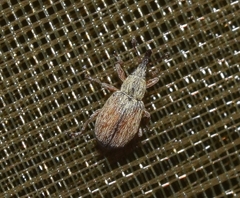 Malvapion malvae