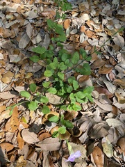Asystasia gangetica