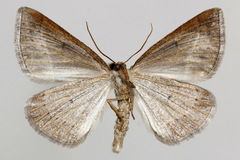 Petrophora chlorosata