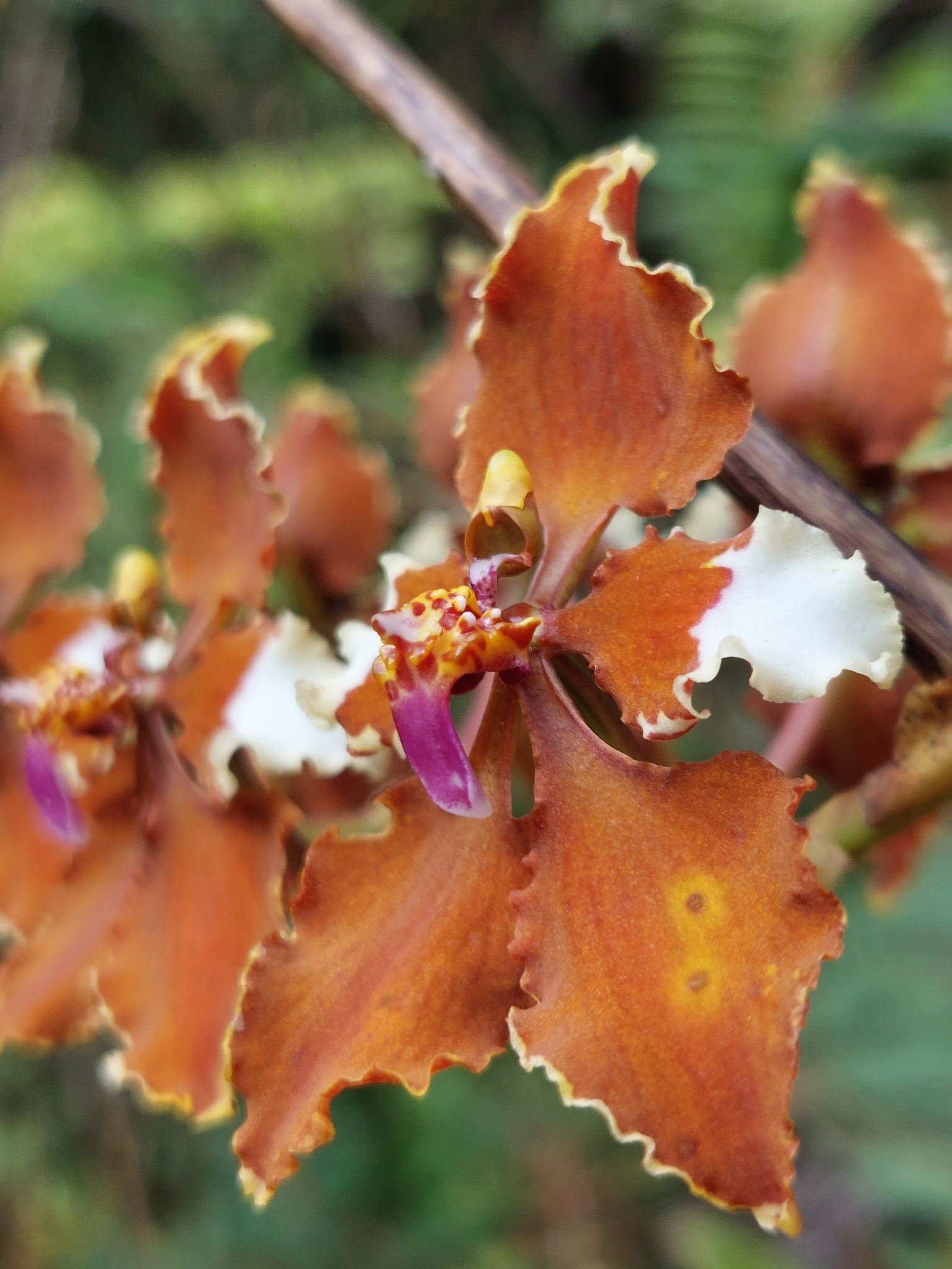 Cyrtochilum undulatum (Rchb.f.) Dalström 2