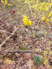 Forsythia × intermedia