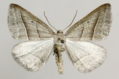 Petrophora chlorosata