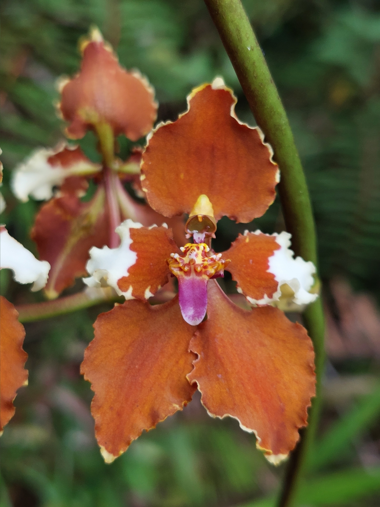 Cyrtochilum undulatum (Rchb.f.) Dalström