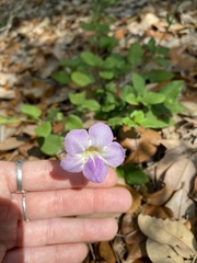 Asystasia gangetica