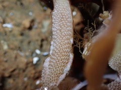 Jellyella tuberculata
