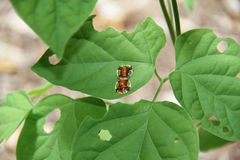 Syngambria
