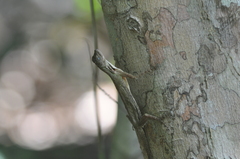 Draco blanfordii