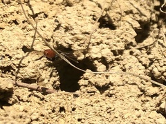 Sphecodes albilabris