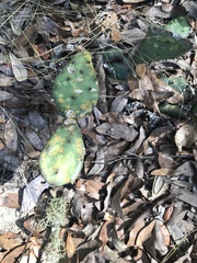 Opuntia mesacantha