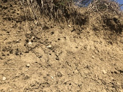 Sphecodes albilabris