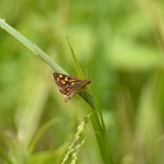 Carterocephalus mandan