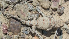 Phrynocephalus helioscopus