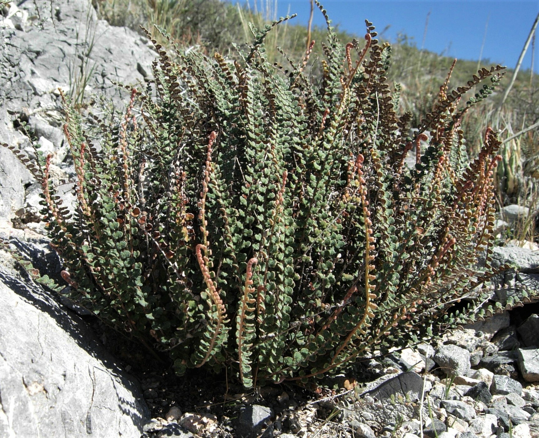 Astrolepis