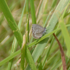 Celastrina lucia