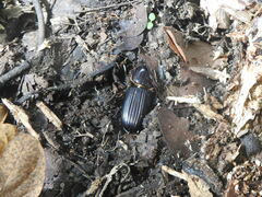 Passalus